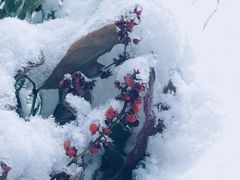 -龙苍沟森林公园