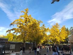 -三里屯东五街银杏大道