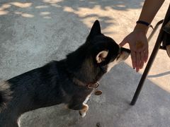 -柴犬高等学院·狗咖·柴犬售卖·宠物训练