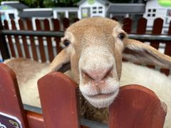 -上海崇明金茂凯悦酒店