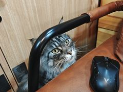 -MOCHA明星猫咖(田子坊店)