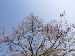 -香蜜公园