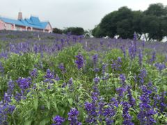 -松山湖梦幻百花洲