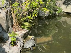 -上海醉白池公园