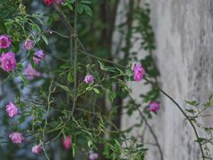 -艺圃