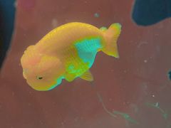 -北戴河圣蓝海洋公园