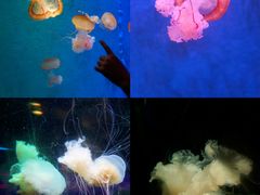 -正佳极地海洋世界