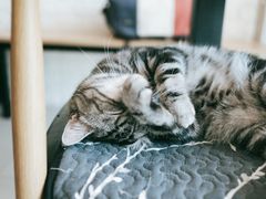 -平行世界·猫咖(首经贸店)