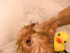 -PETKIT小佩宠物(古北店)