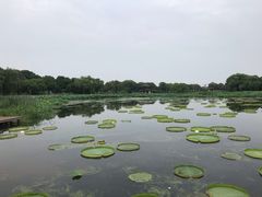 -荷塘月色湿地公园·向阳花洲