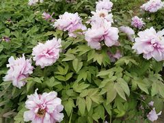 -陕西省西安植物园
