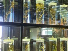 -广东中医药博物馆