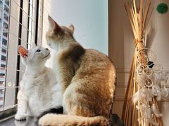 -楼上猫咖(罗湖店)