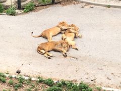 -大连森林动物园