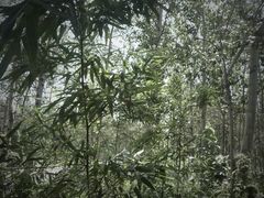 小破树林-禅猫日本料理