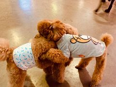 -百好乐宠物友好餐厅(朝外大街店)