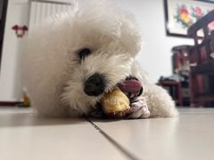 -心仪动物医院·牙专科·肿瘤·心脏科(西客站院)