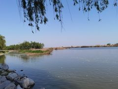 -合肥滨湖国家森林公园