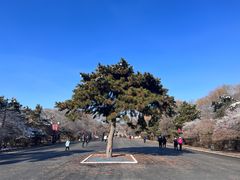 -北陵公园