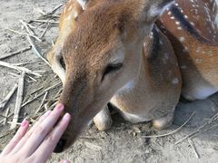 -鹿境梅花鹿生态园区