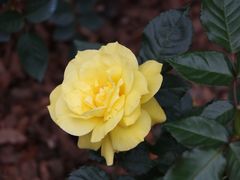 -人民公园(罗湖区)