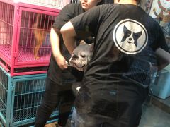 -Goku PET SHOP宠物视觉生活馆(双井店)