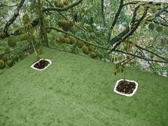 -都念榴莲·城市榴莲