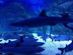 -烟台海昌鲸鲨海洋公园