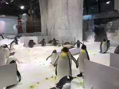 -大连圣亚海洋世界
