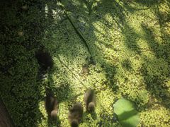 -白洋淀景区
