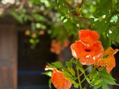 -胡氏古民居建筑