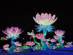 -空港花田景区