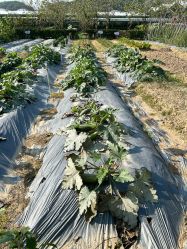 -阿菠萝小猪农场·萌宠乐园·亲子游·研学