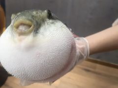 -鲐赏河豚(长寿店)