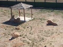 -新疆天山野生动物园