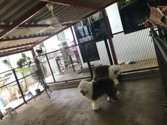-TrueLove @ Neverland (Husky Cafe)