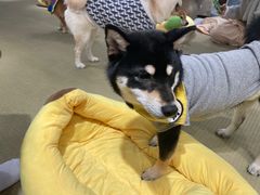-逗柴咖啡屋·狗咖猫咖宠物桌游