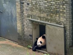 -都江堰中华大熊猫苑