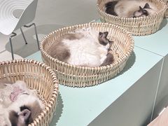 -怪兽屋·羊驼·猫咖·狗咖(俊华广场店)