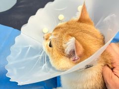 -纳吉亚猫专科动物诊疗中心(蒋宅口分院)