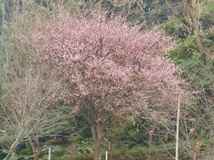 -灵光寺