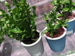 -KKV(深圳宏发大仟里店)