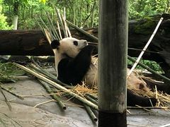 -都江堰中华大熊猫苑