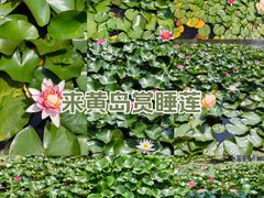 -丁家河公园