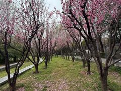-洨河生态公园
