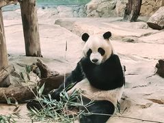 -广州长隆野生动物世界