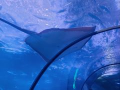 -洛阳龙门海洋馆