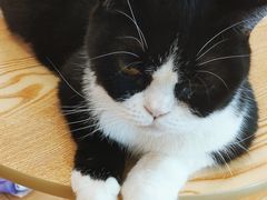 -猫咪派对(江南西店)