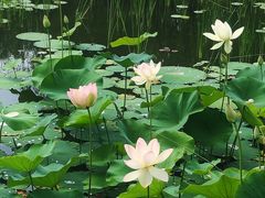 -莲花池公园