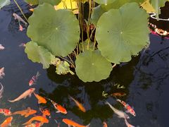 -醉香隆.山水庭院.湖北菜(东湖店)